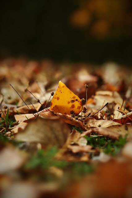 亚冠精英：布里兰VS江原FC，最新内幕比分分析