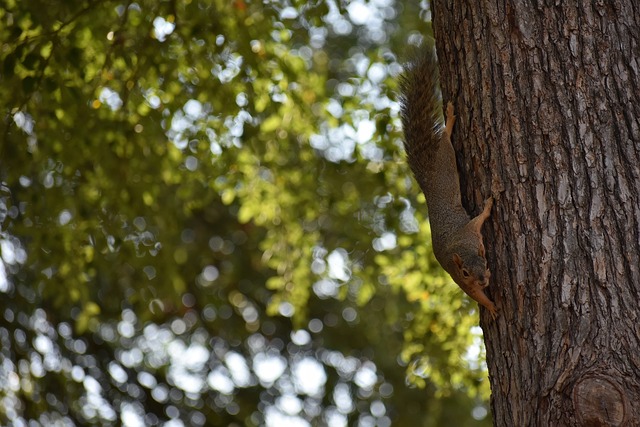 科雷尔所在 科雷尔所在